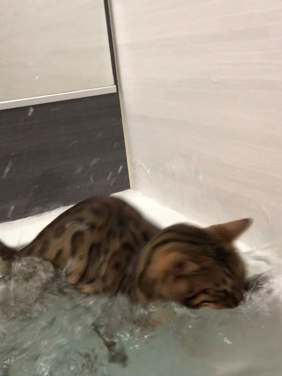 風呂を入れればその様子を眺め、入浴中は問答無用で押し入って来る我が家の猫
