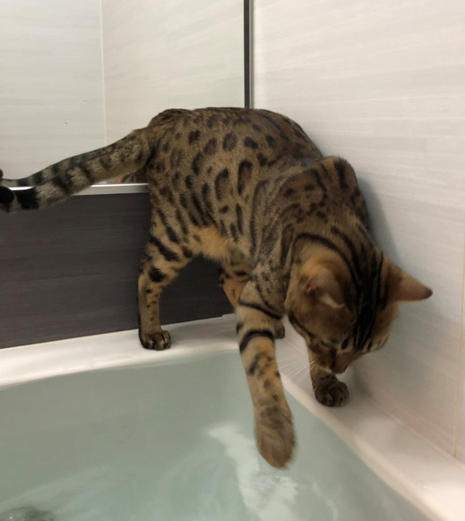 風呂を入れればその様子を眺め、入浴中は問答無用で押し入って来る我が家の猫