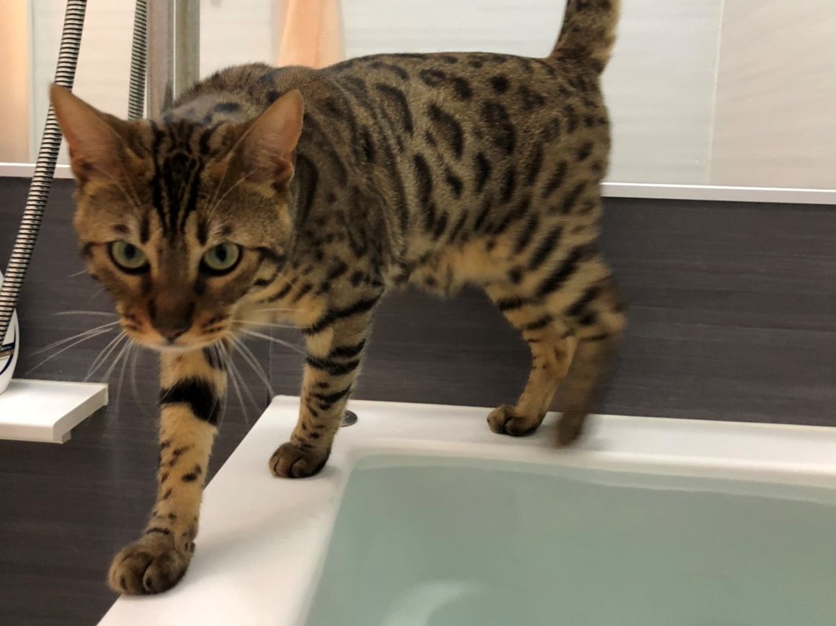 風呂を入れればその様子を眺め、入浴中は問答無用で押し入って来る我が家の猫