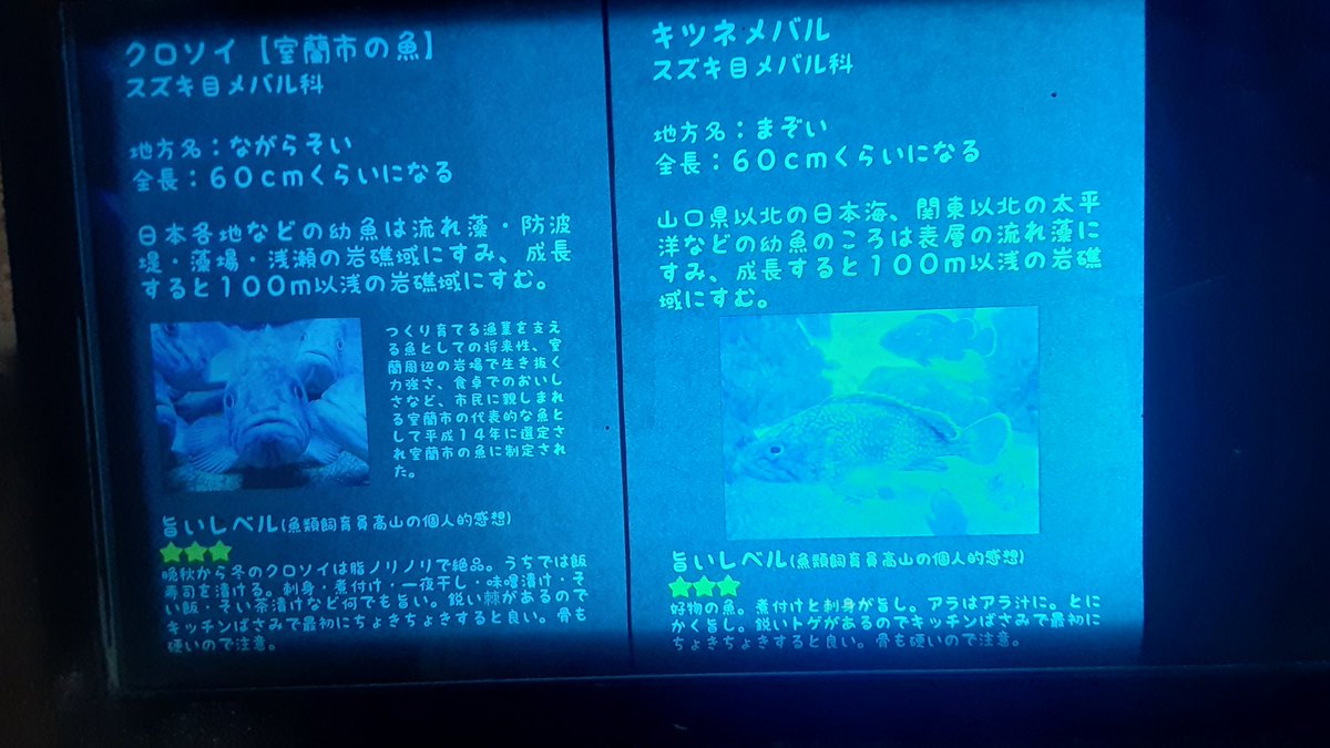 室蘭水族館、小さな市営ながら飼育員に一人だけ「とりあえず食って味を確かめようとする」とか「クラゲに触って毒を確かめる」を基本ムーブにしてるパワータイプの人がいて笑顔なれるよ 