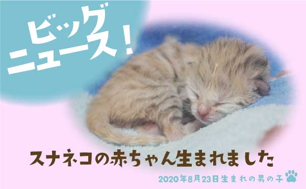 神戸どうぶつ王国 に待望の スナネコの赤ちゃんが生まれました