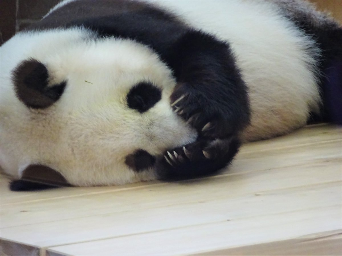  寝姿もかわいいタンタンです☺️  #きょうのタンタン #ジャイアントパンダ #タンタン #神戸市 #王子動物園 