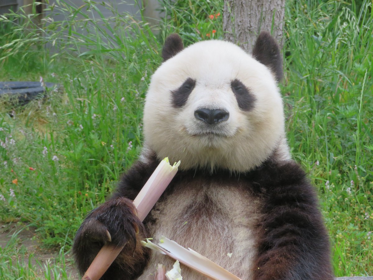   ＃きょうのタンタン　＃王子動物園 ＃ジャイアントパンダ　＃休園中の動物園水族館 ＃恍惚な笑みを浮かべる白黒なあの子  (5/31まで休園中) 