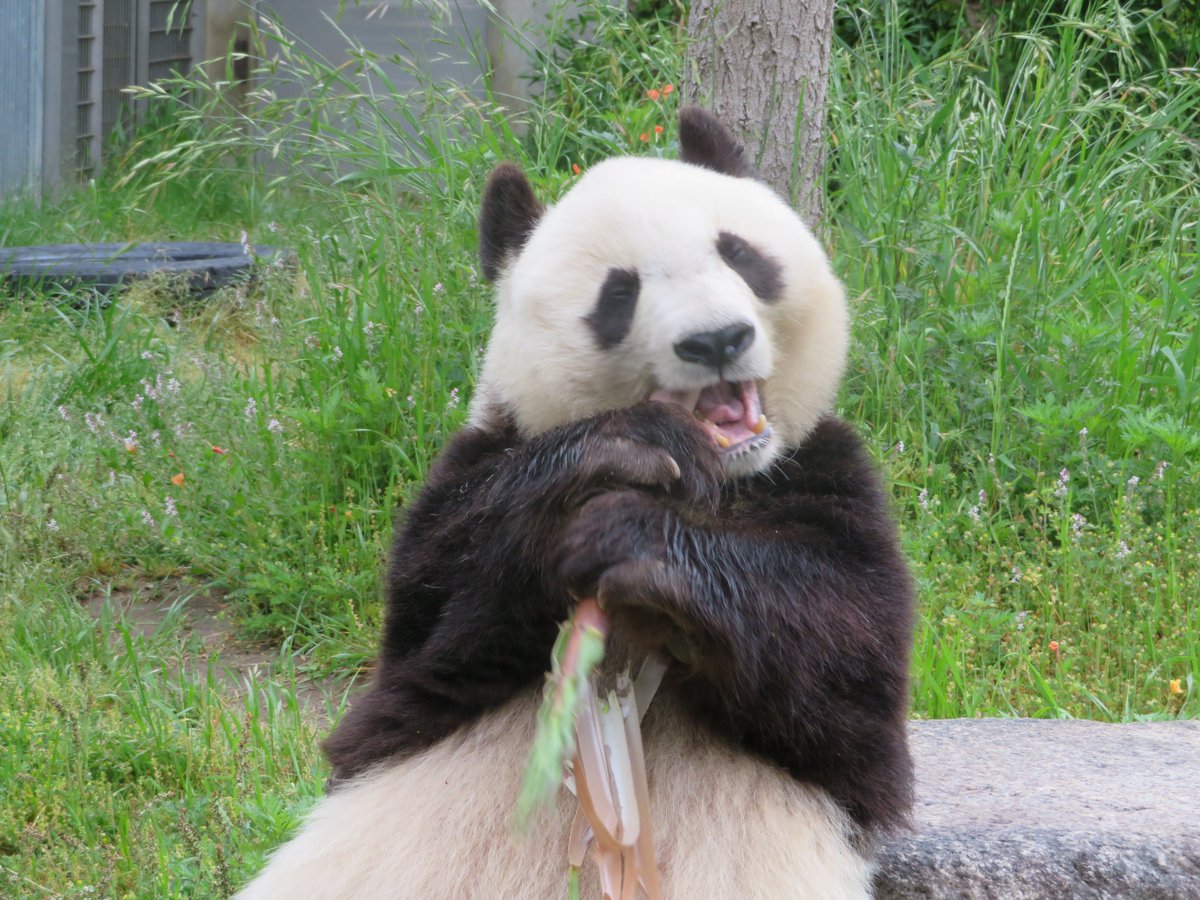   ＃きょうのタンタン　＃王子動物園 ＃ジャイアントパンダ　＃休園中の動物園水族館 ＃恍惚な笑みを浮かべる白黒なあの子  (5/31まで休園中) 