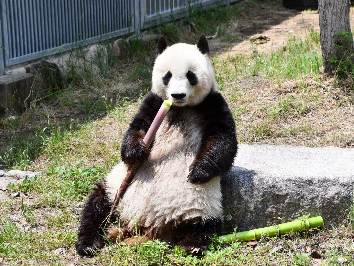 とても寂しいので、本日撮影したタンタンの画像をお届けします