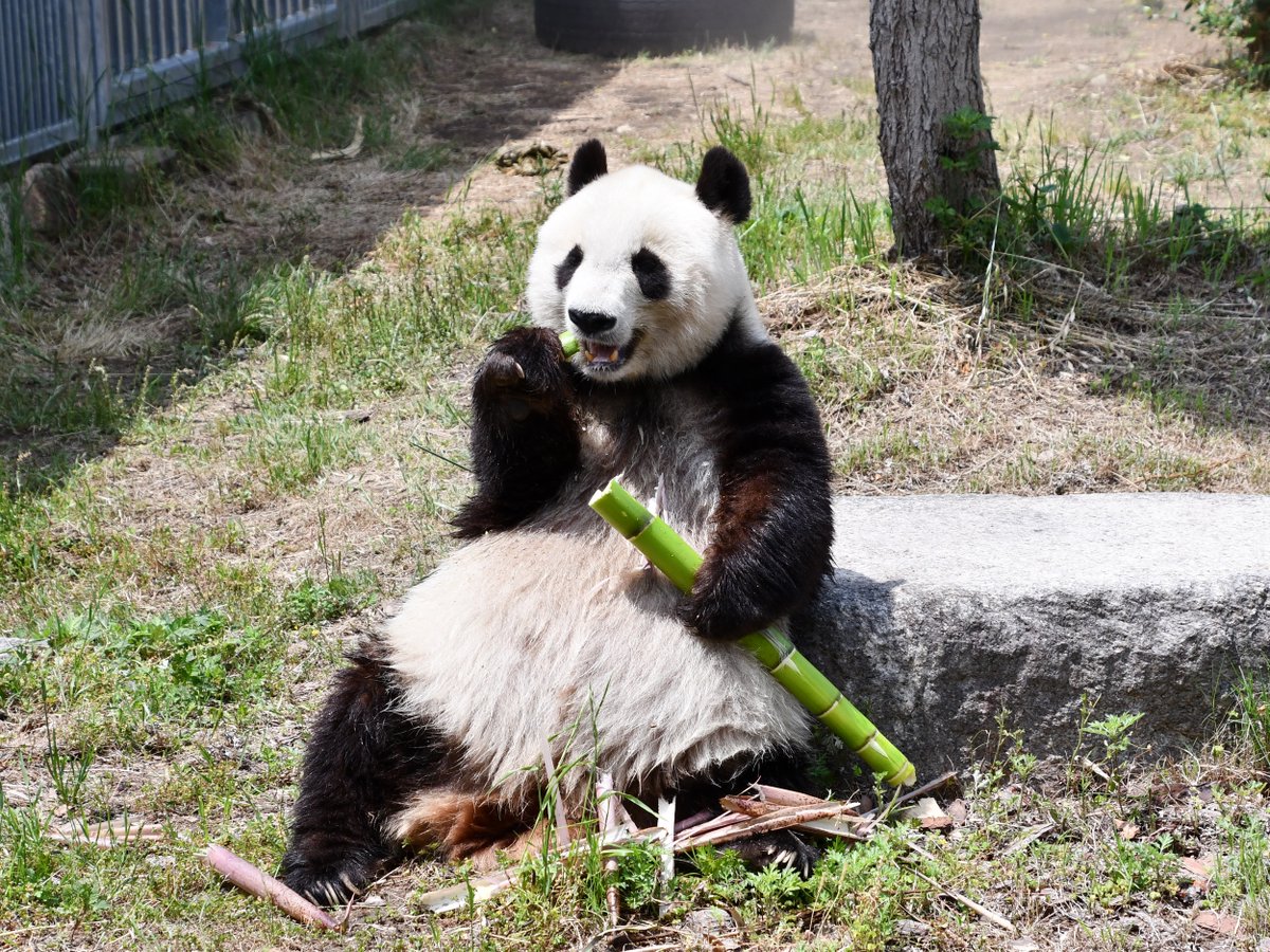 とても寂しいので、本日撮影したタンタンの画像をお届けします