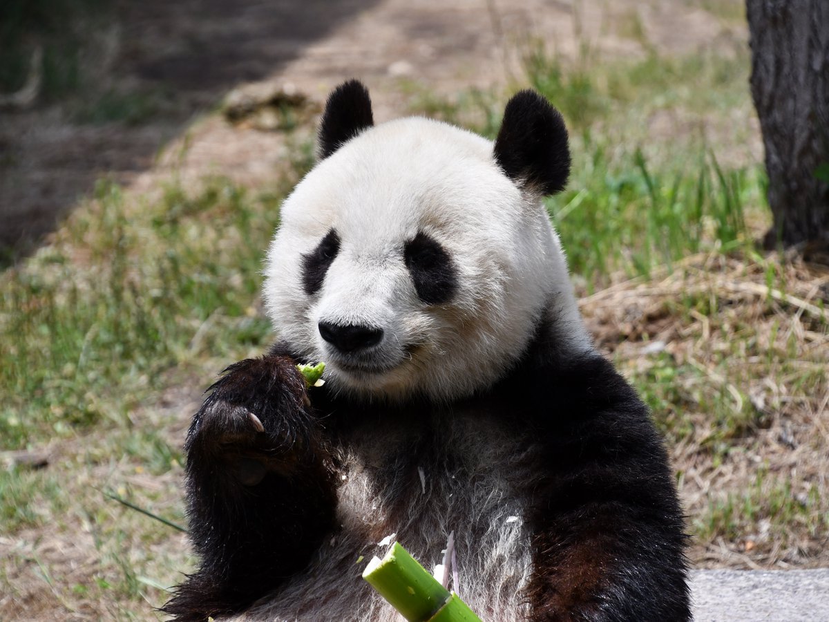 とても寂しいので、本日撮影したタンタンの画像をお届けします