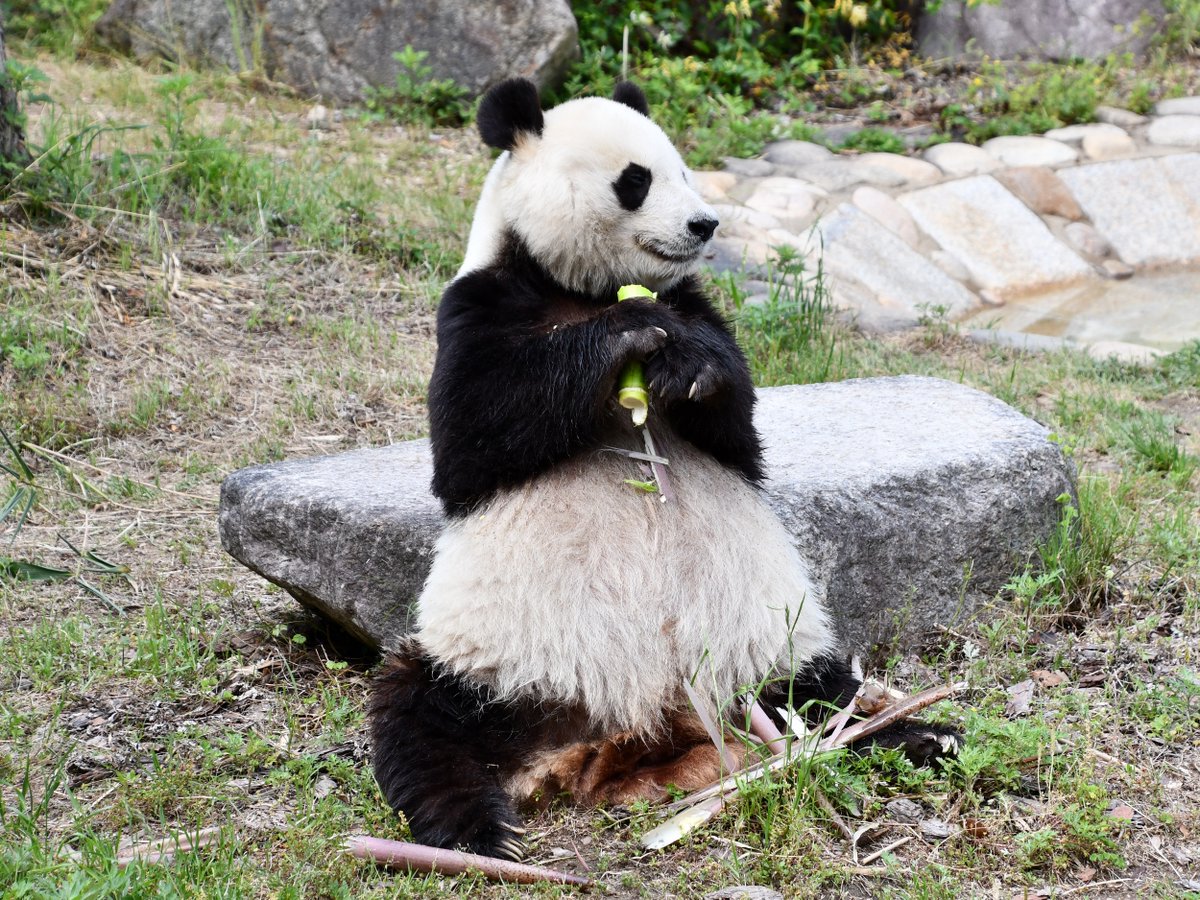 とても寂しいので、本日撮影したタンタンの画像をお届けします