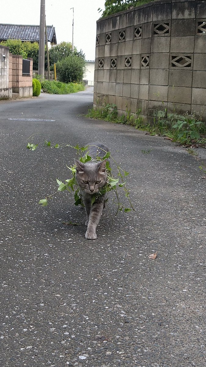 光合成しながら散歩にゃ