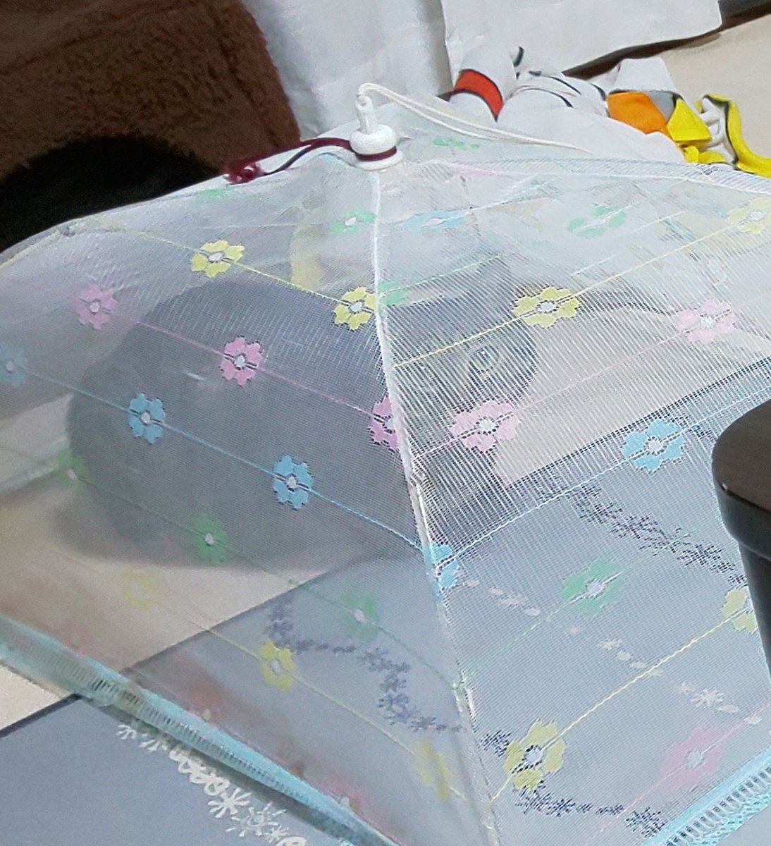 我が家の｢猫から刺身を守る方法｣(笑) 