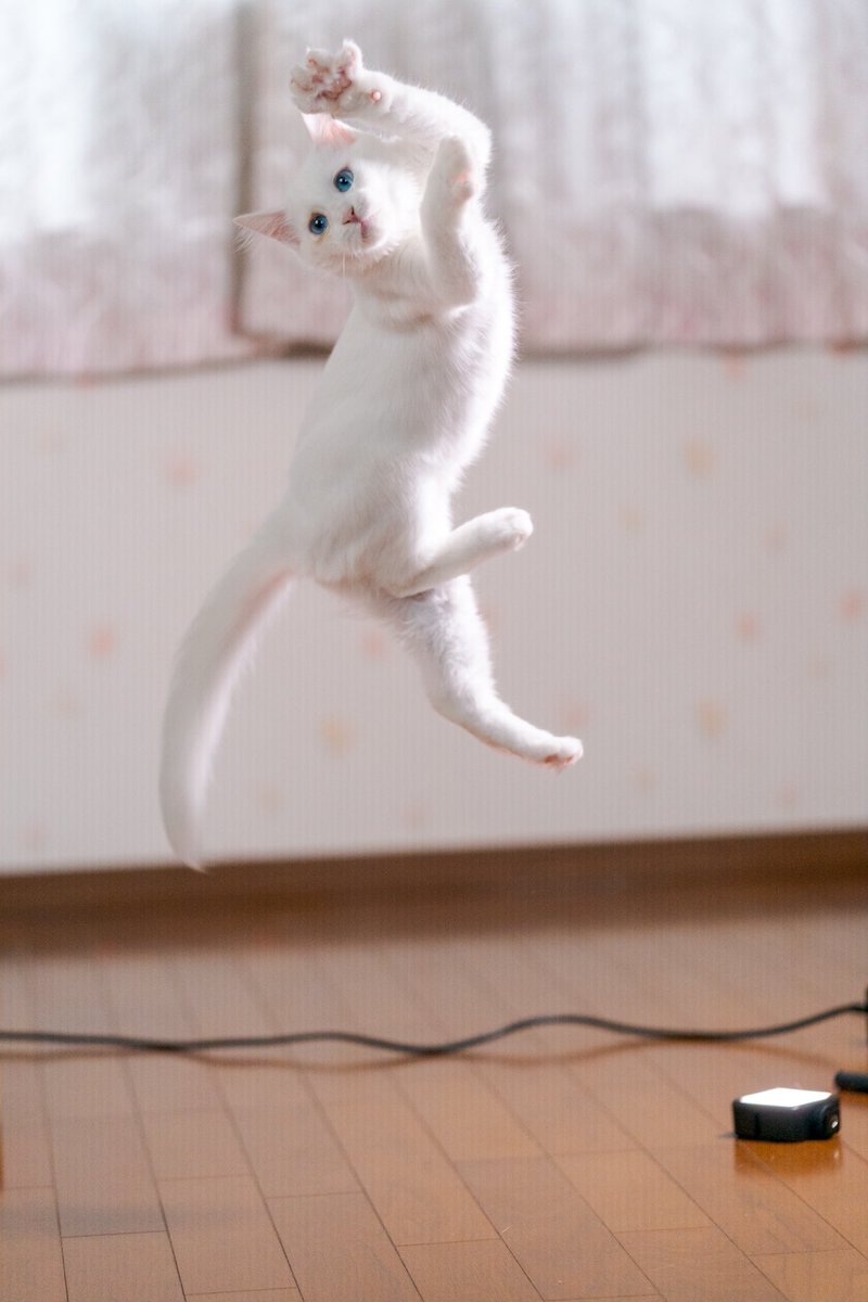 実家のネコ（生後4ヶ月）  モトクロスの30倍ぐらい撮るの難しくてとても楽しかった