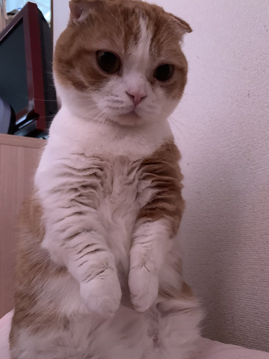   練馬区平和台の自宅アパートからいなくなりました