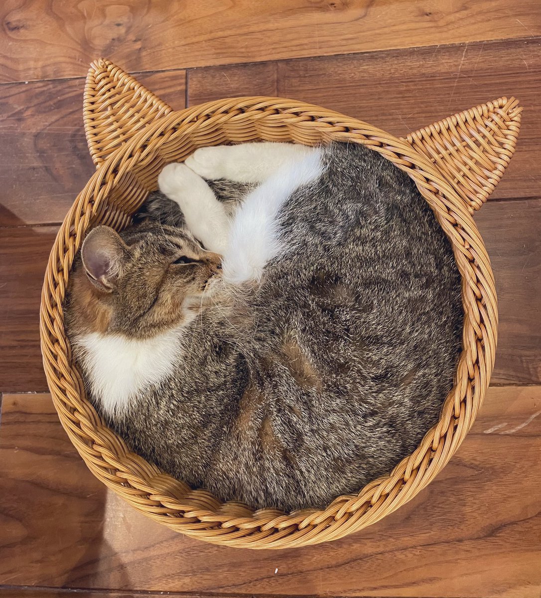 「3.5kg猫の場合」→「7kg猫の場合」 