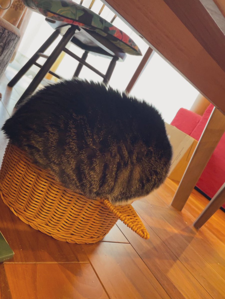 「3.5kg猫の場合」→「7kg猫の場合」