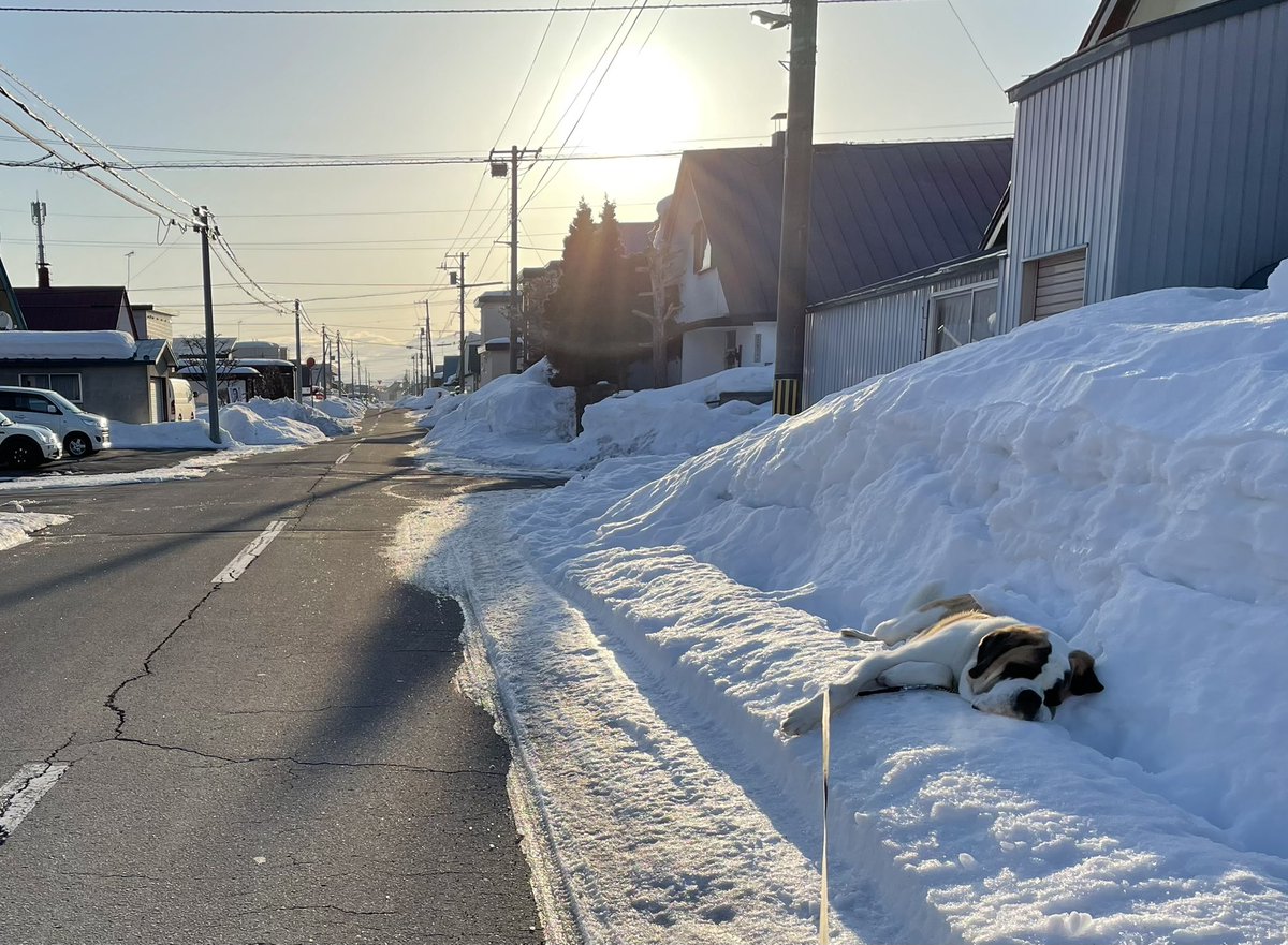   今朝、散歩中のお爺さんに「これ何をしてるんですか