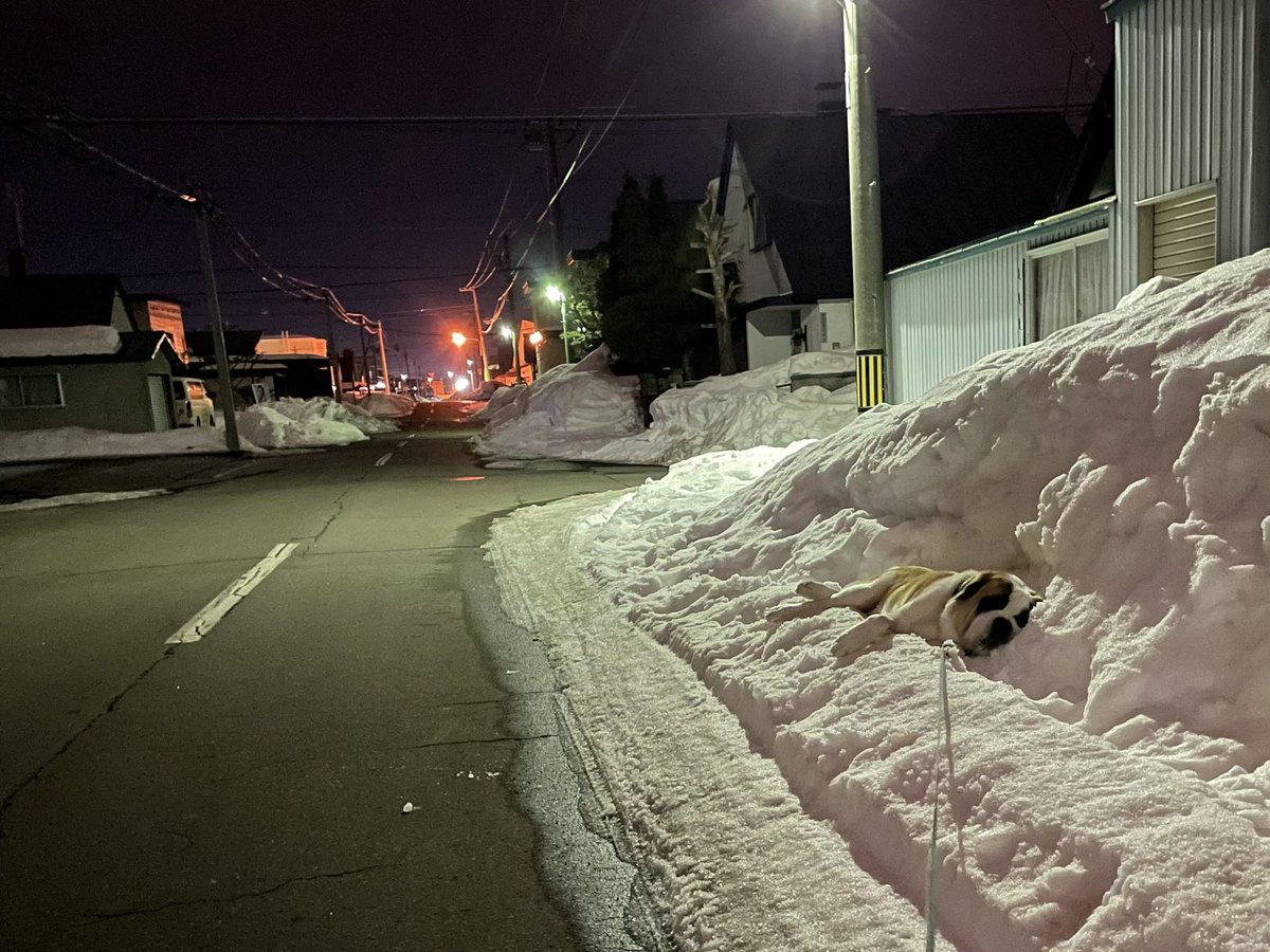   今朝、散歩中のお爺さんに「これ何をしてるんですか