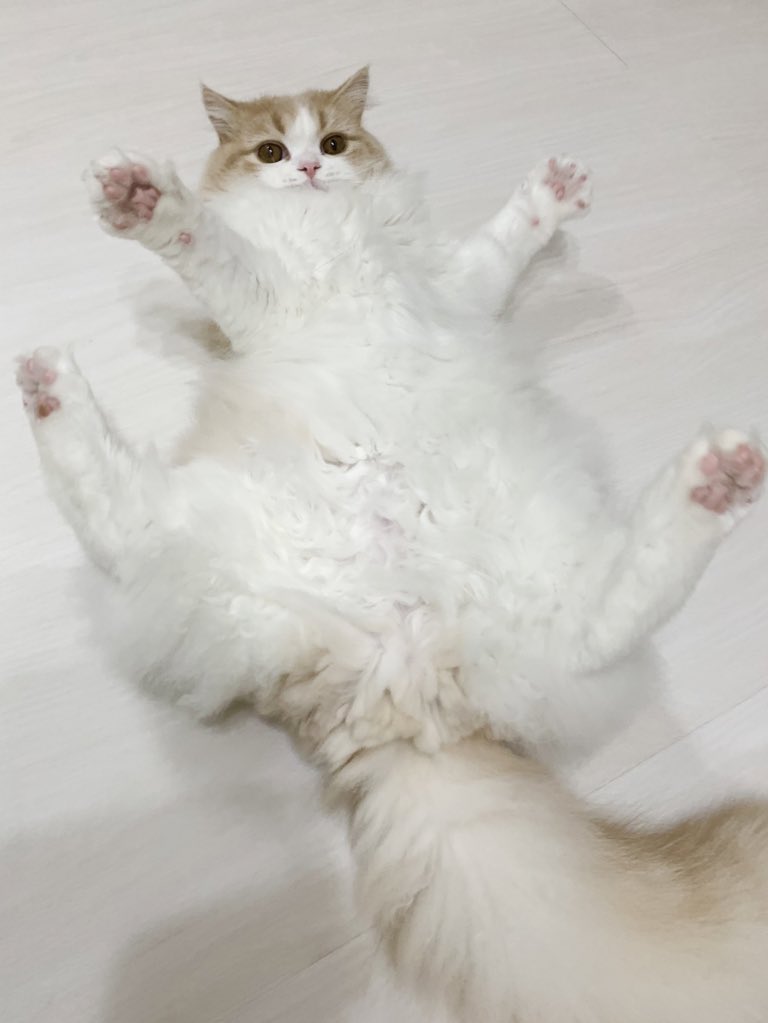 カミナリに驚く猫⚡️  #猫　#梅雨 