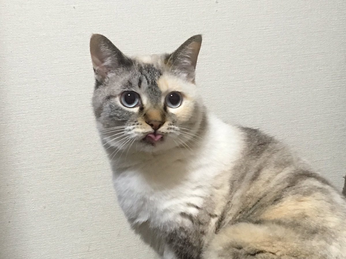 #全日本舌しまい忘れ協会 素敵な協会名を目にしたので今こそこれを出すべきだと思いました