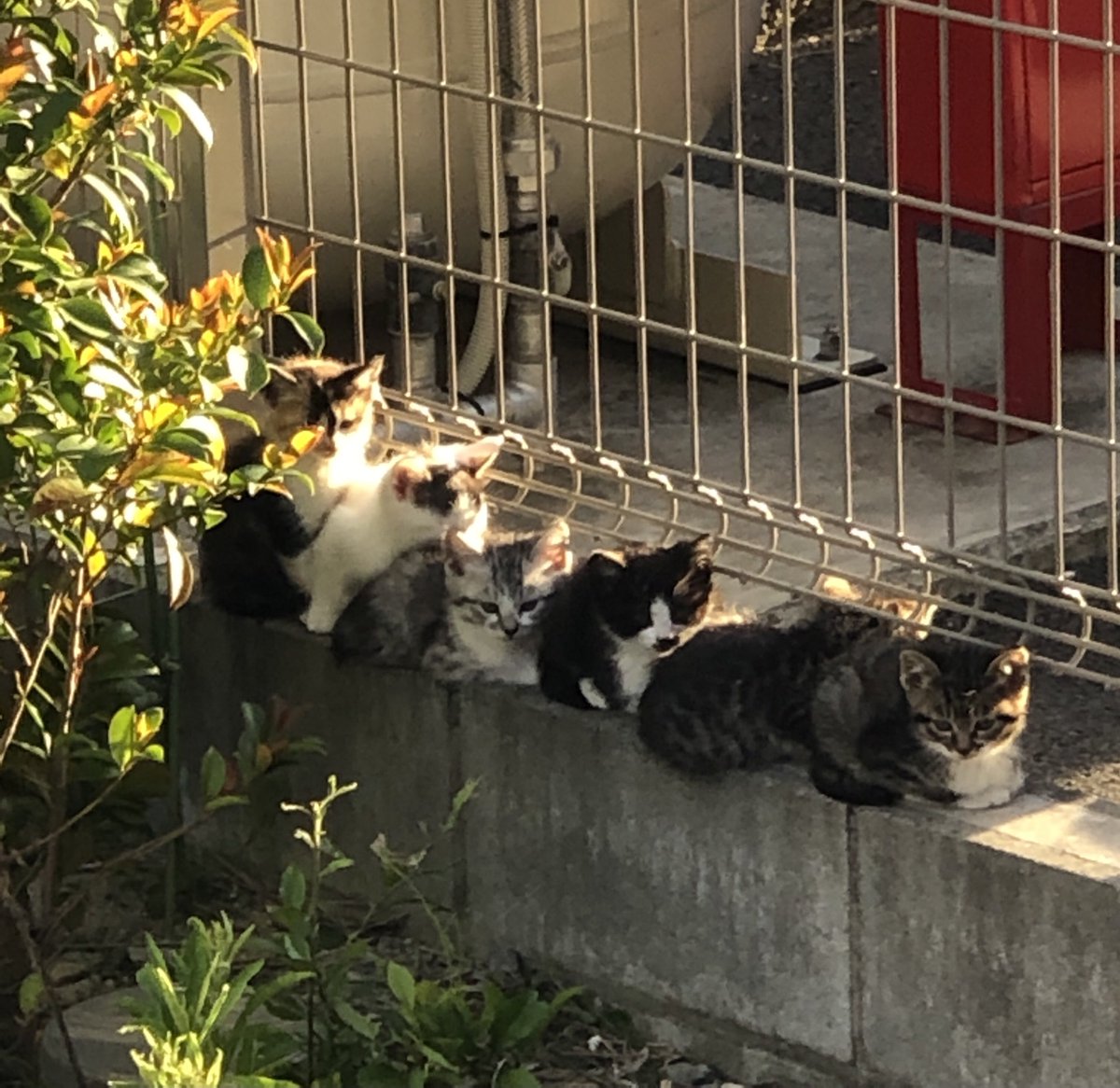 うちの庭に到着した子猫列車(6両編成 