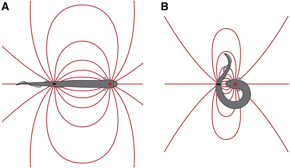 デンキウナギが話題なので、自分が好きな特徴を紹介する