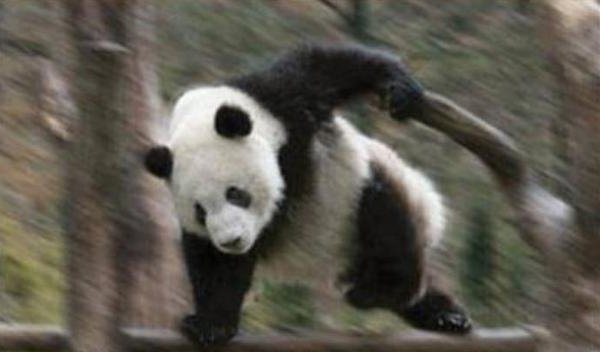 宍戸さんとパンダでハート型できるが 