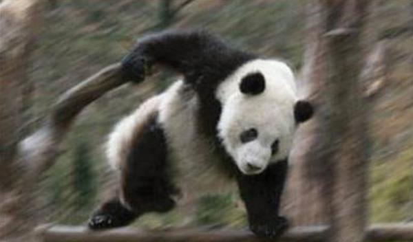 宍戸さんとパンダでハート型できるが 