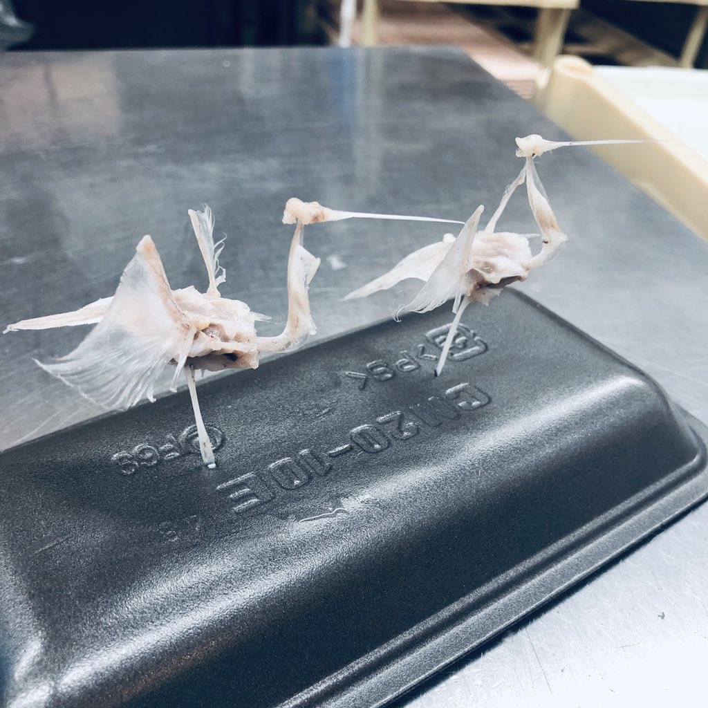 魚屋に行ったら太刀魚の骨だけで鶴を作っててすげえｗｗｗｗｗｗ 