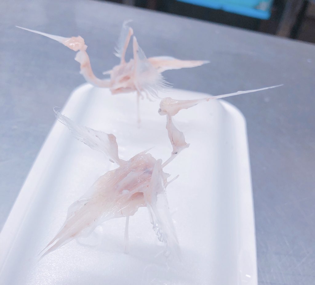 魚屋に行ったら太刀魚の骨だけで鶴を作っててすげえｗｗｗｗｗｗ 