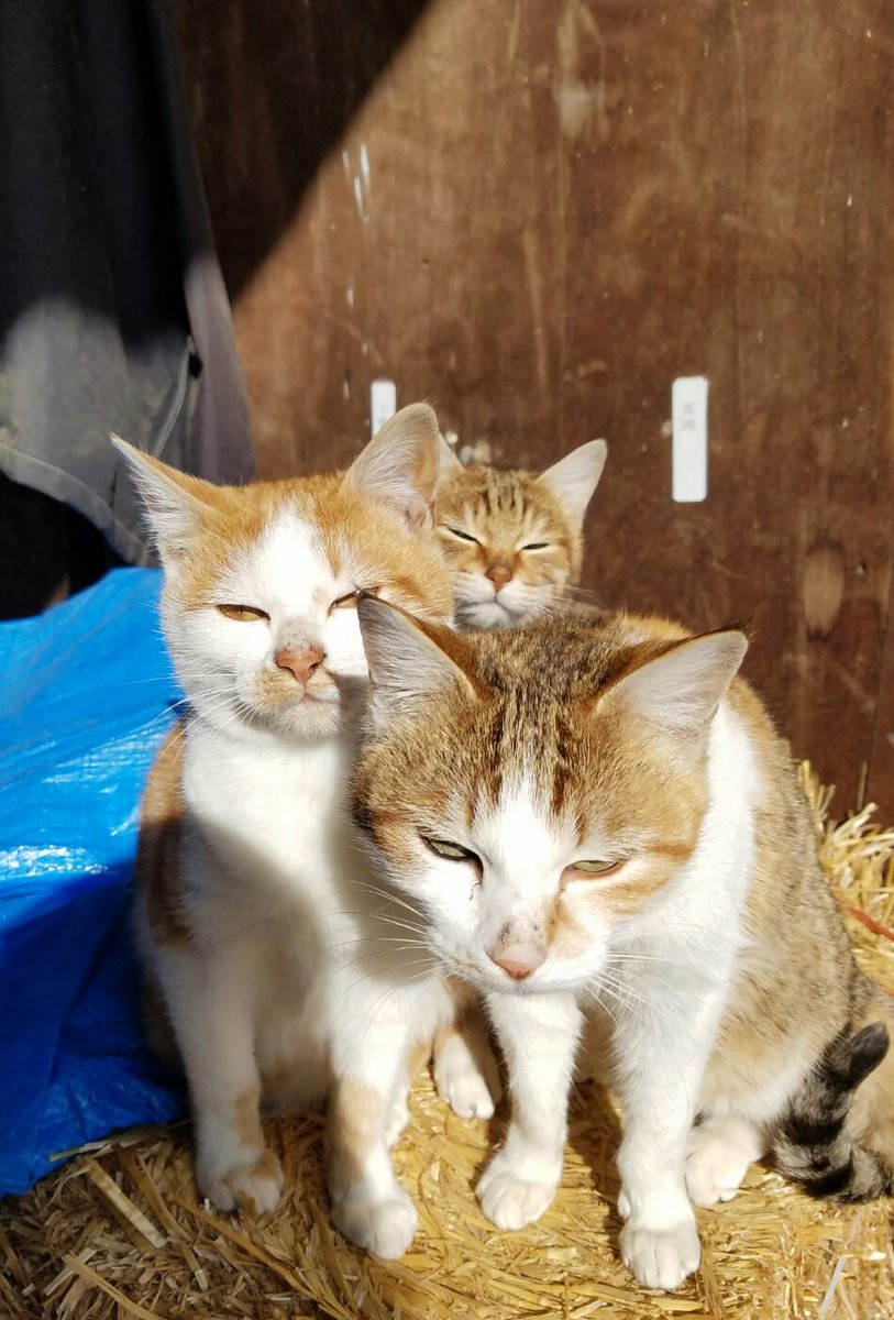 物置開けたらヤンキーいた 