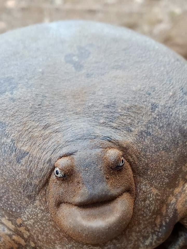 カンボジアで見つかった珍しい生き物。何ちゅう顔しとんや。 