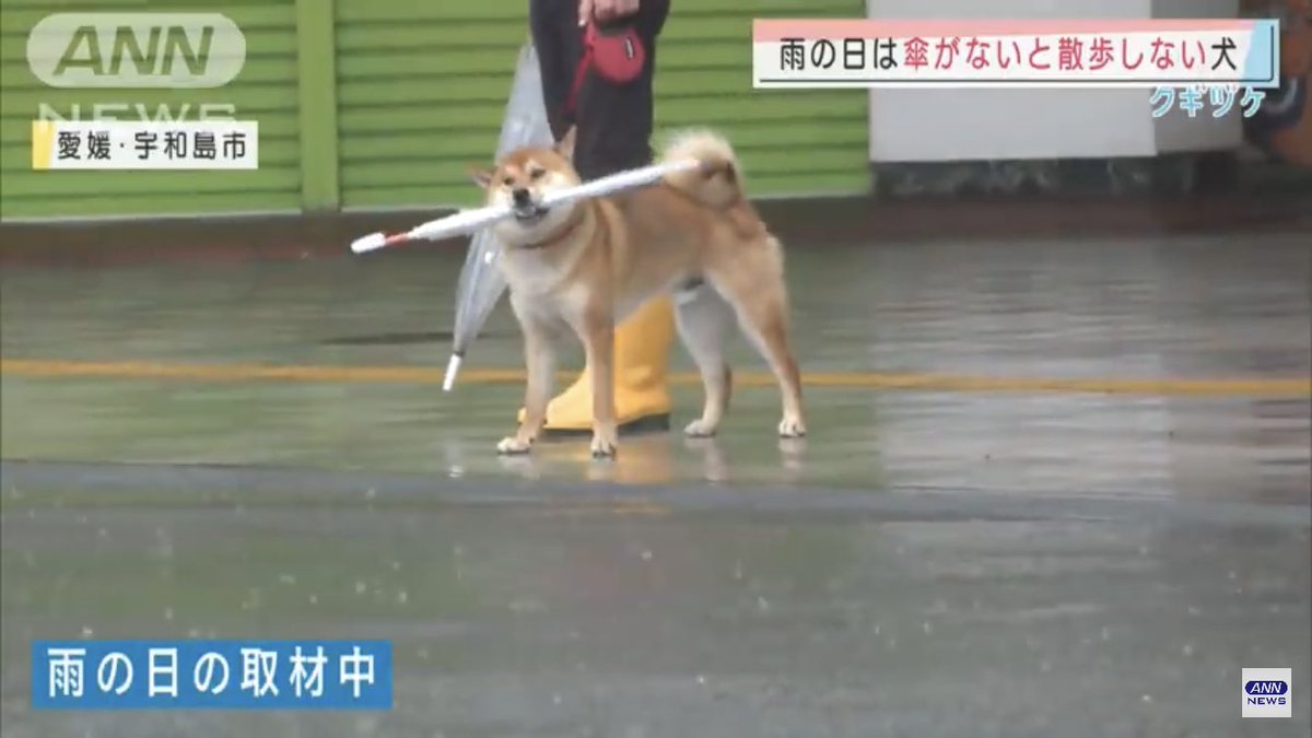 ザシアンおるやん 