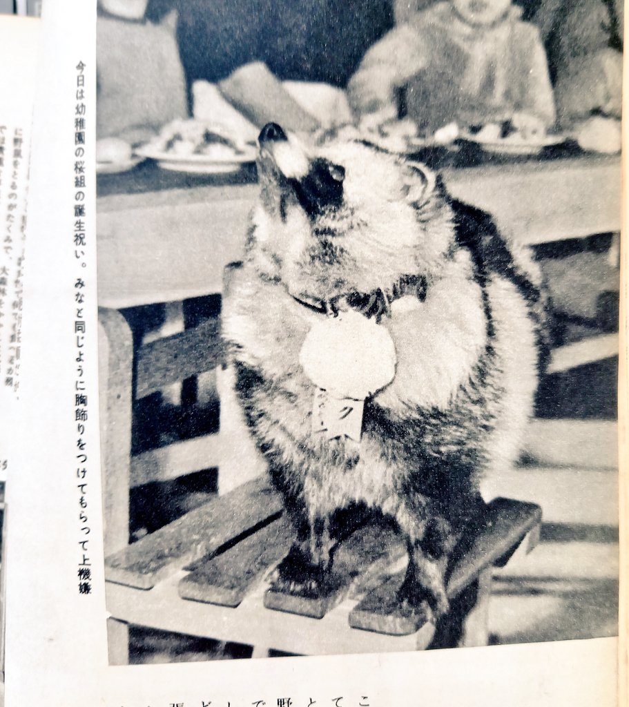 子供と幼稚園にいくたぬき！！子供と幼稚園にいくたぬき！！！！！ 