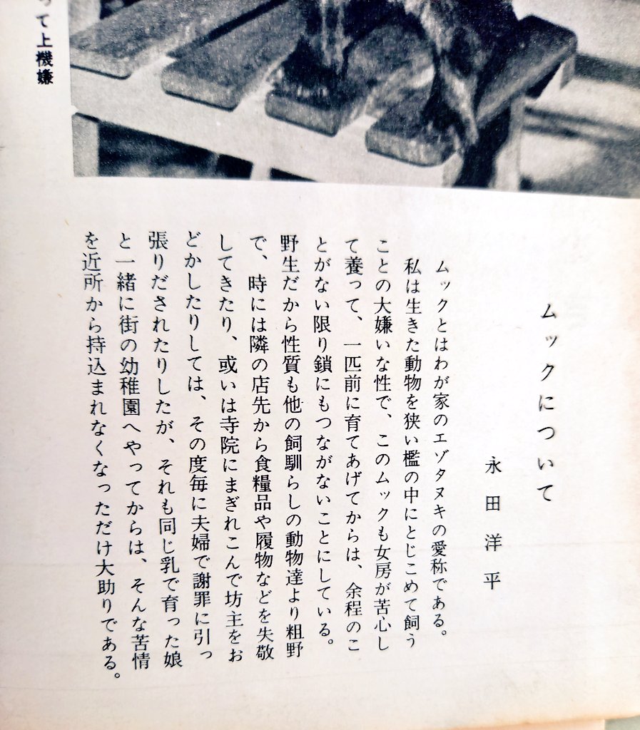 子供と幼稚園にいくたぬき！！子供と幼稚園にいくたぬき！！！！！ 