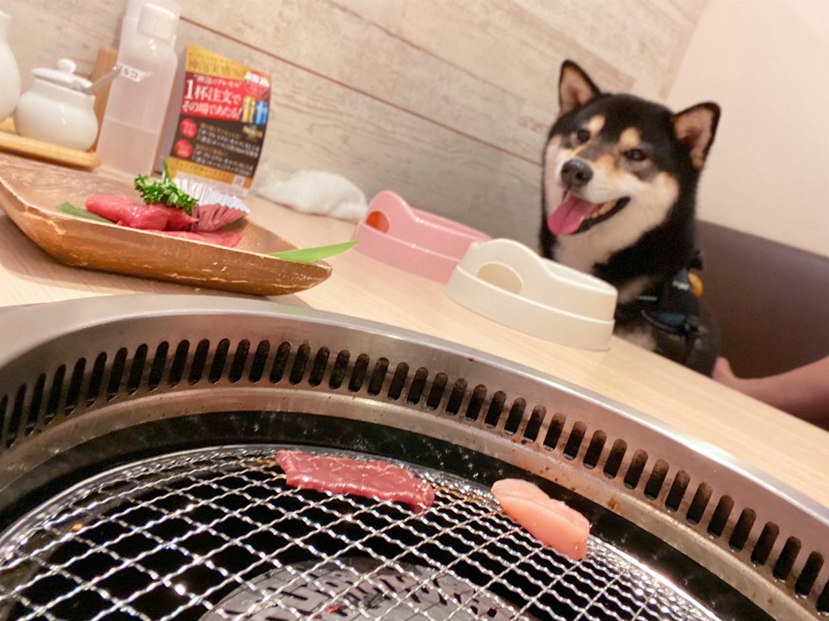 って表情してたけど焼肉ってわかった瞬間こうなった（犬用焼肉セット） 