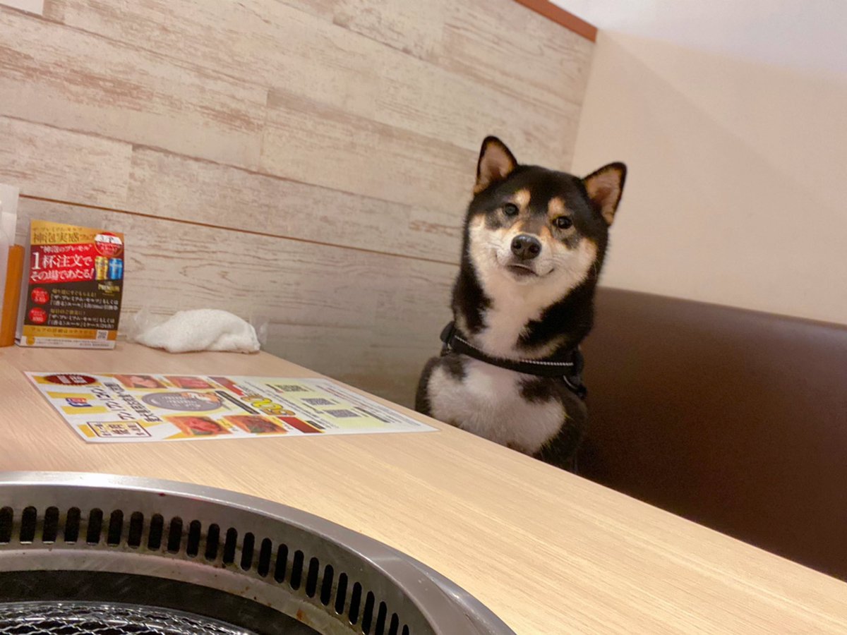 って表情してたけど焼肉ってわかった瞬間こうなった（犬用焼肉セット） 