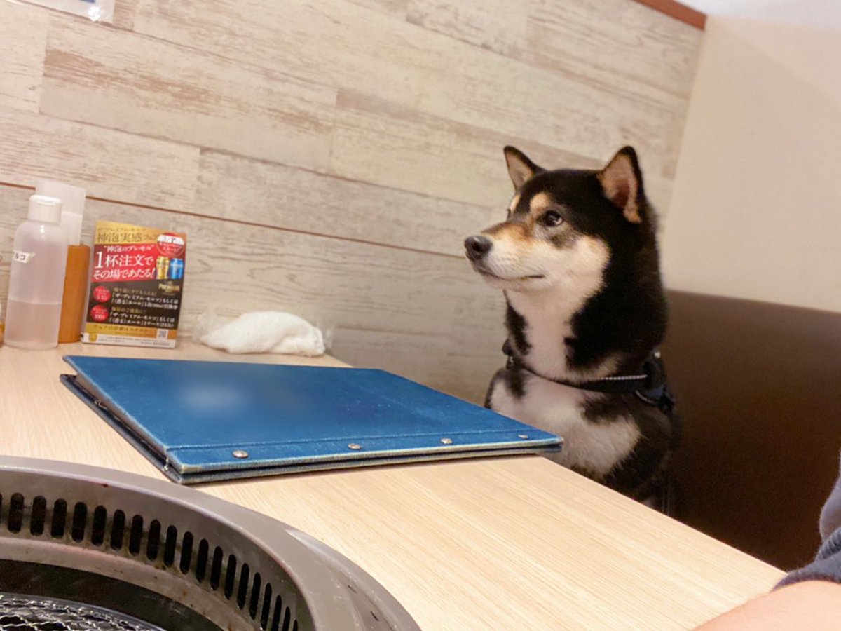 って表情してたけど焼肉ってわかった瞬間こうなった（犬用焼肉セット） 