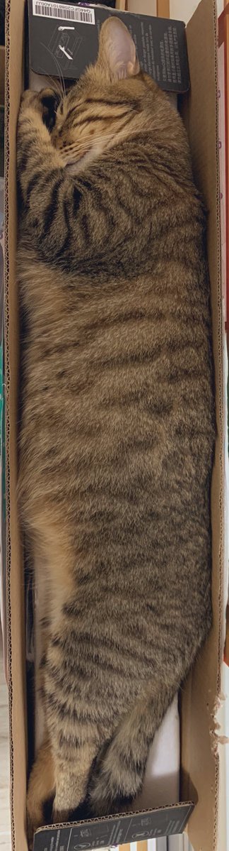 ジャストサイズ過ぎて笑った 