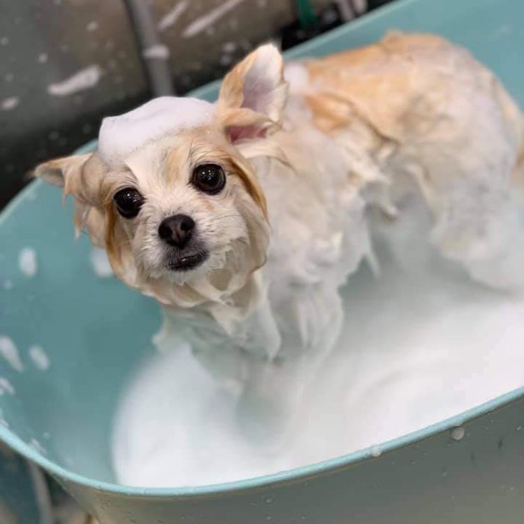 うちのポメラニアンのおふろ中と おふろ後の幸福度の違いがすごい 