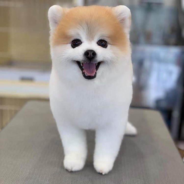 うちのポメラニアンのおふろ中と おふろ後の幸福度の違いがすごい 