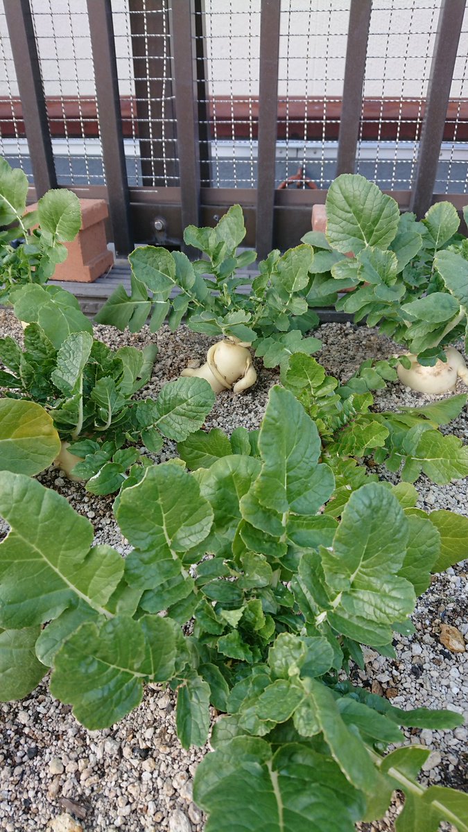 めっちゃ寛いでいる大根がいた。 