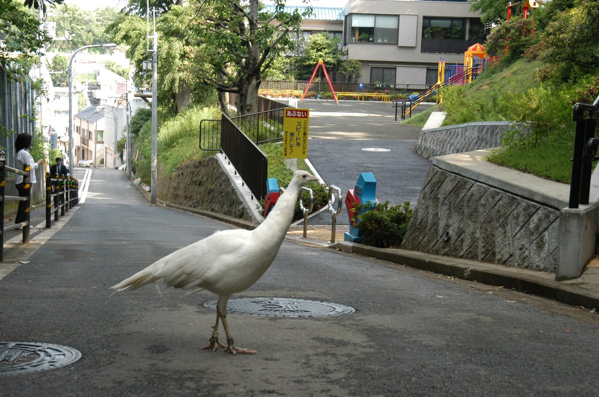 早朝に外から聞こえてきた「ボワァァ~ ボワァァ~」という謎の鳴き声で起きたら,家の前をクジャクのアルビノが歩いていた #フォロワーの8割くらいが体験した事が無さそうな体験
