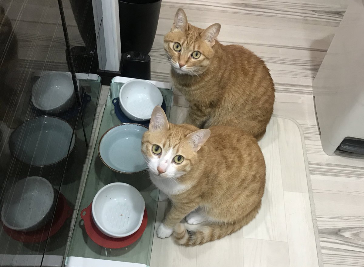 もう何度も言ってますが、食べたからないんです… ご理解いただけました