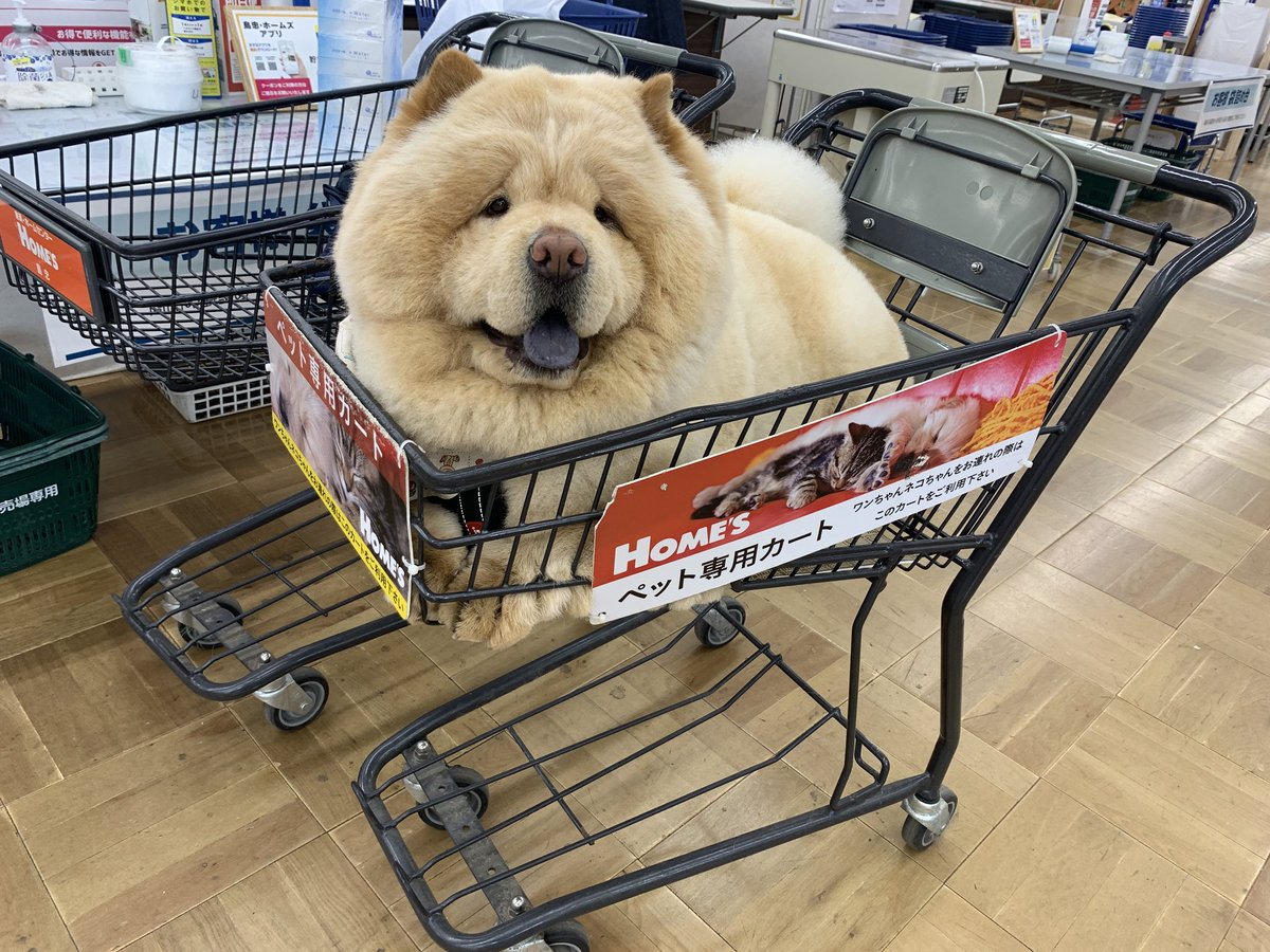 もふもふをどーぞ 