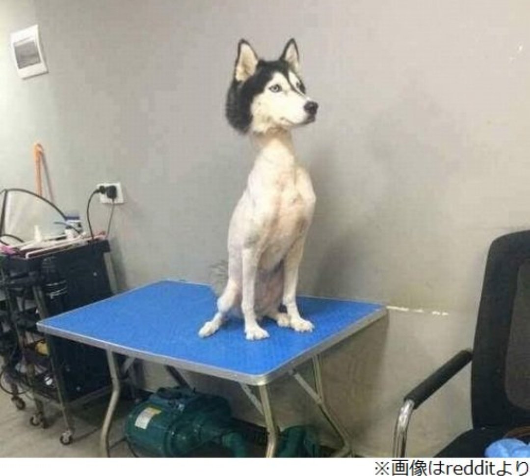 サマーカット後のアルパカを画像はよく見ますがハスキーは初めてでした