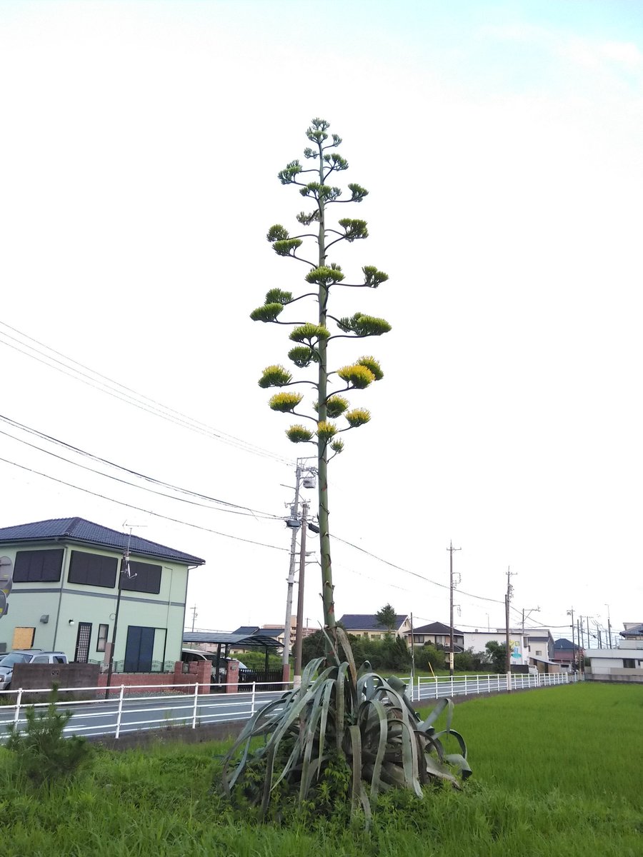 キミ、なんでもない風に道端で咲いてるけど割と珍事ではないのだったか