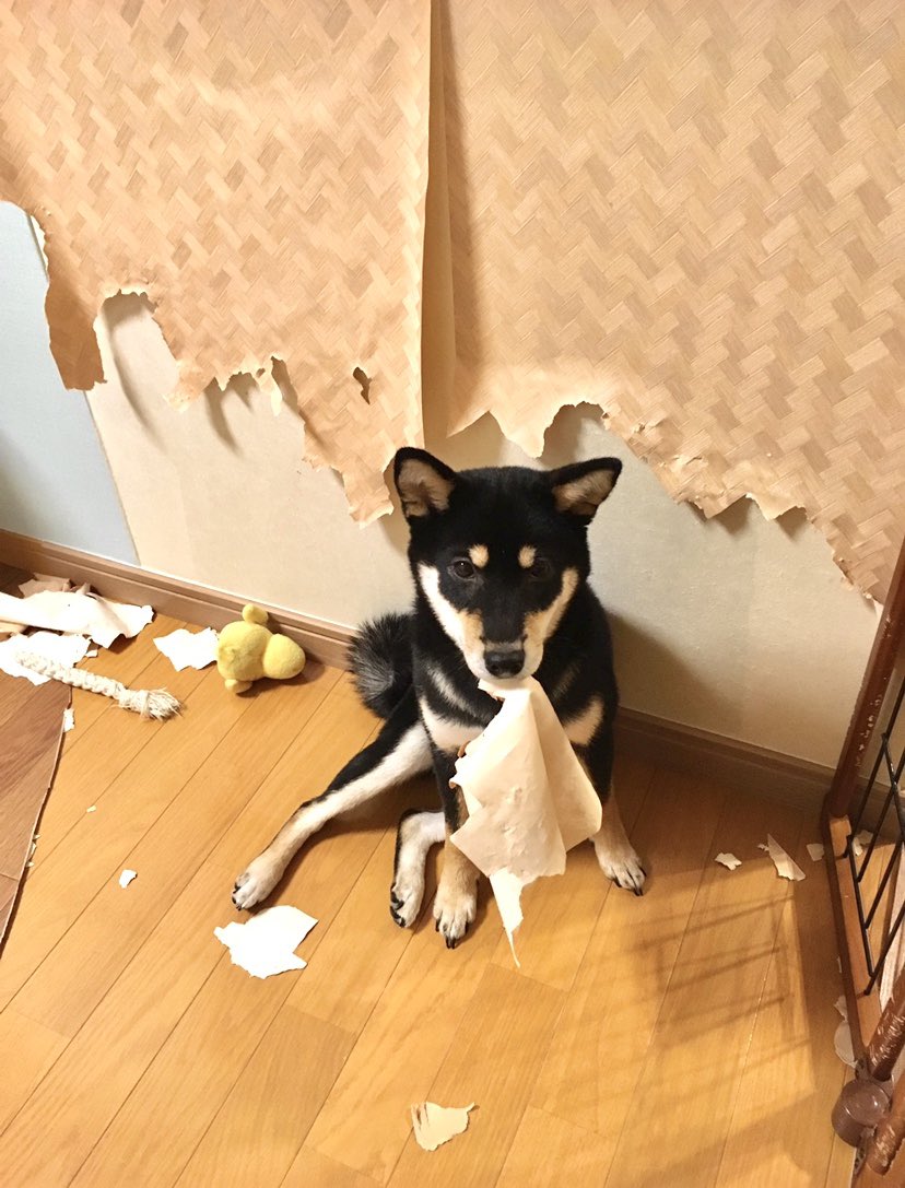 もう本当どうしちゃったのってくらい可愛い