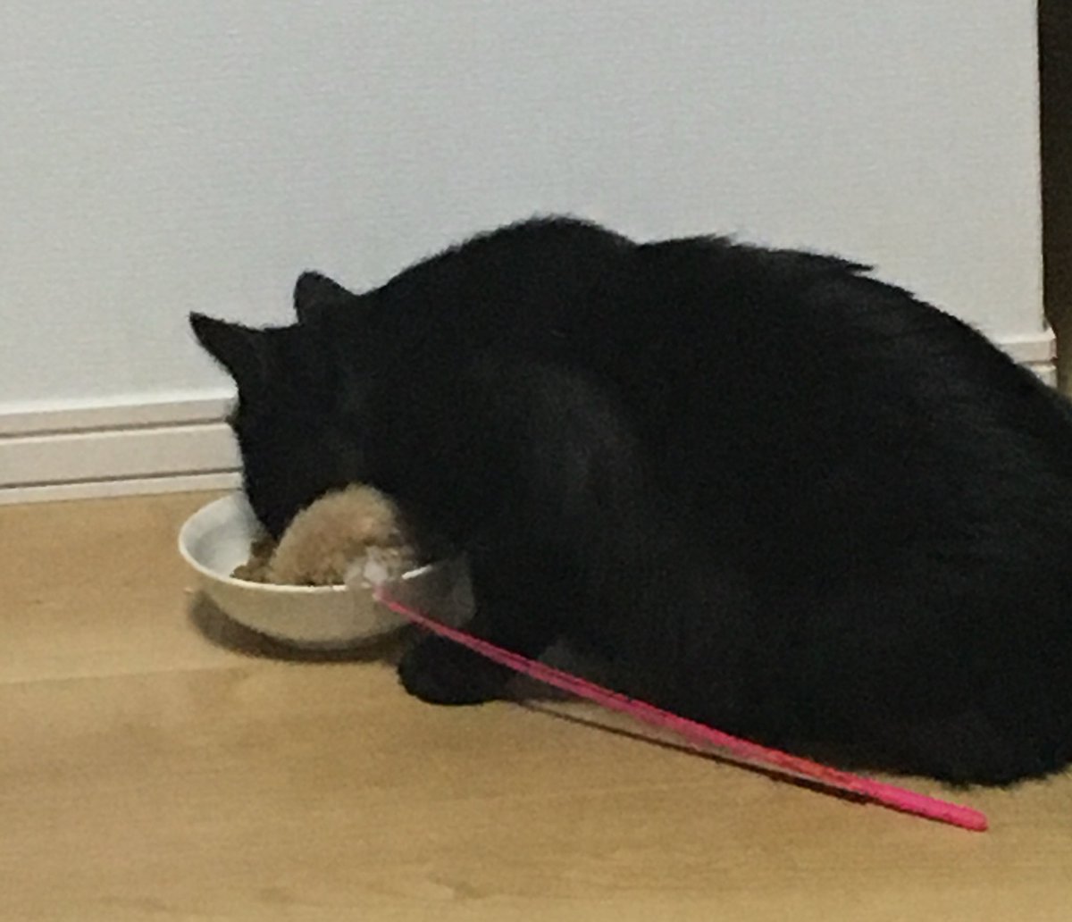 本猫は起きるけど毛玉がまだ眠い時は私の枕横に毛玉が寝かされている