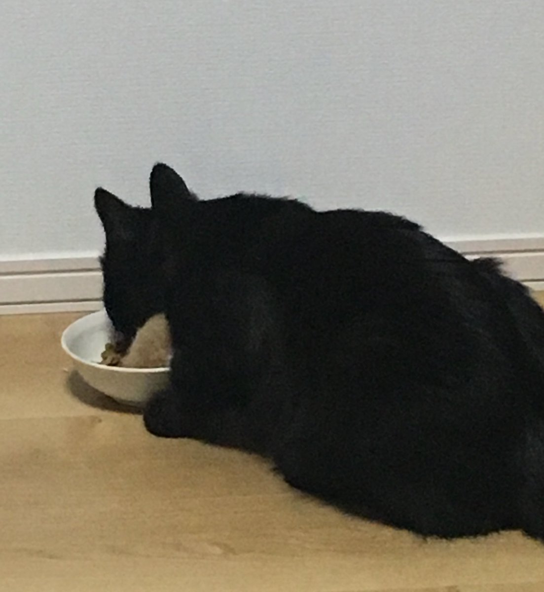本猫は起きるけど毛玉がまだ眠い時は私の枕横に毛玉が寝かされている