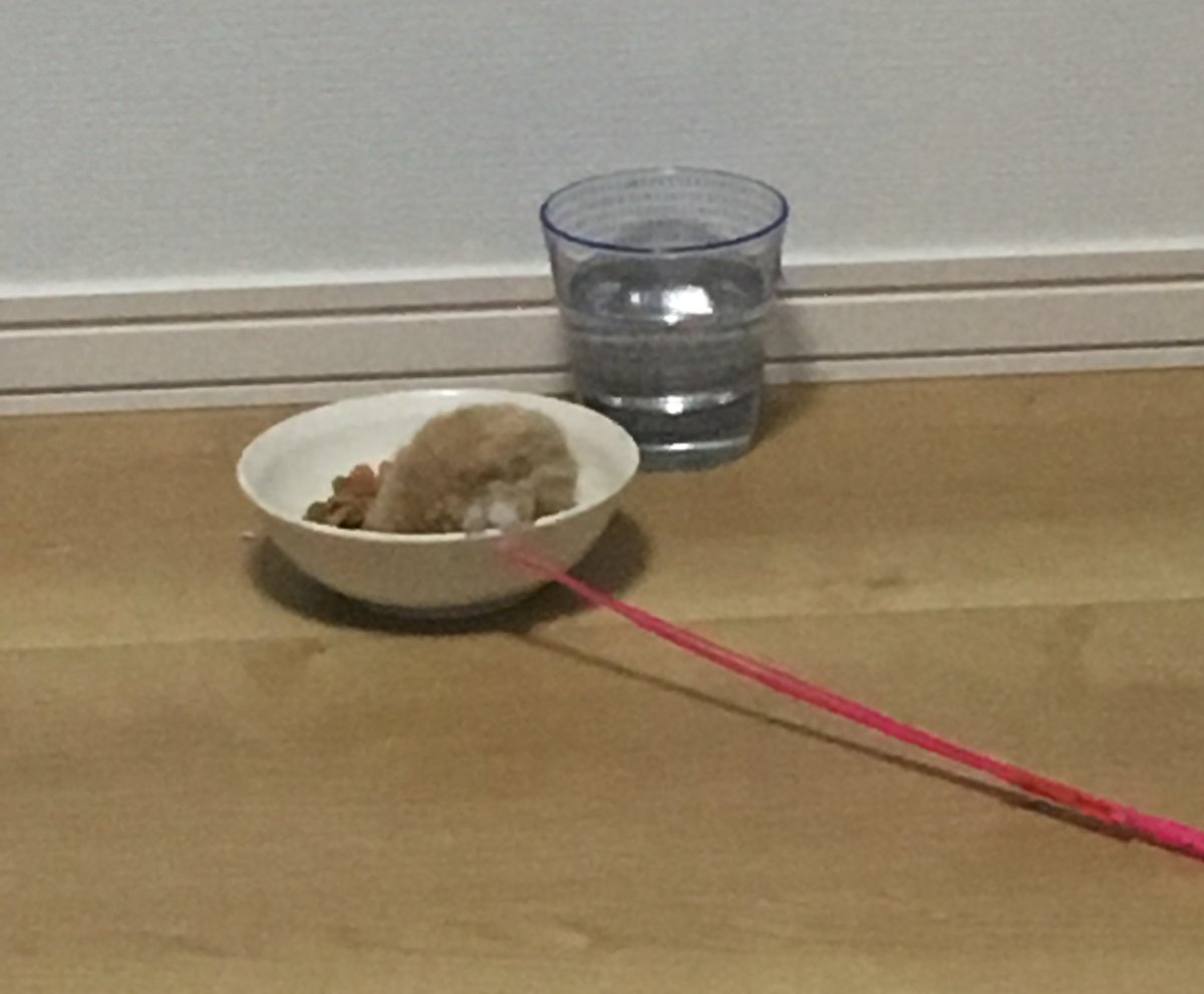 本猫は起きるけど毛玉がまだ眠い時は私の枕横に毛玉が寝かされている