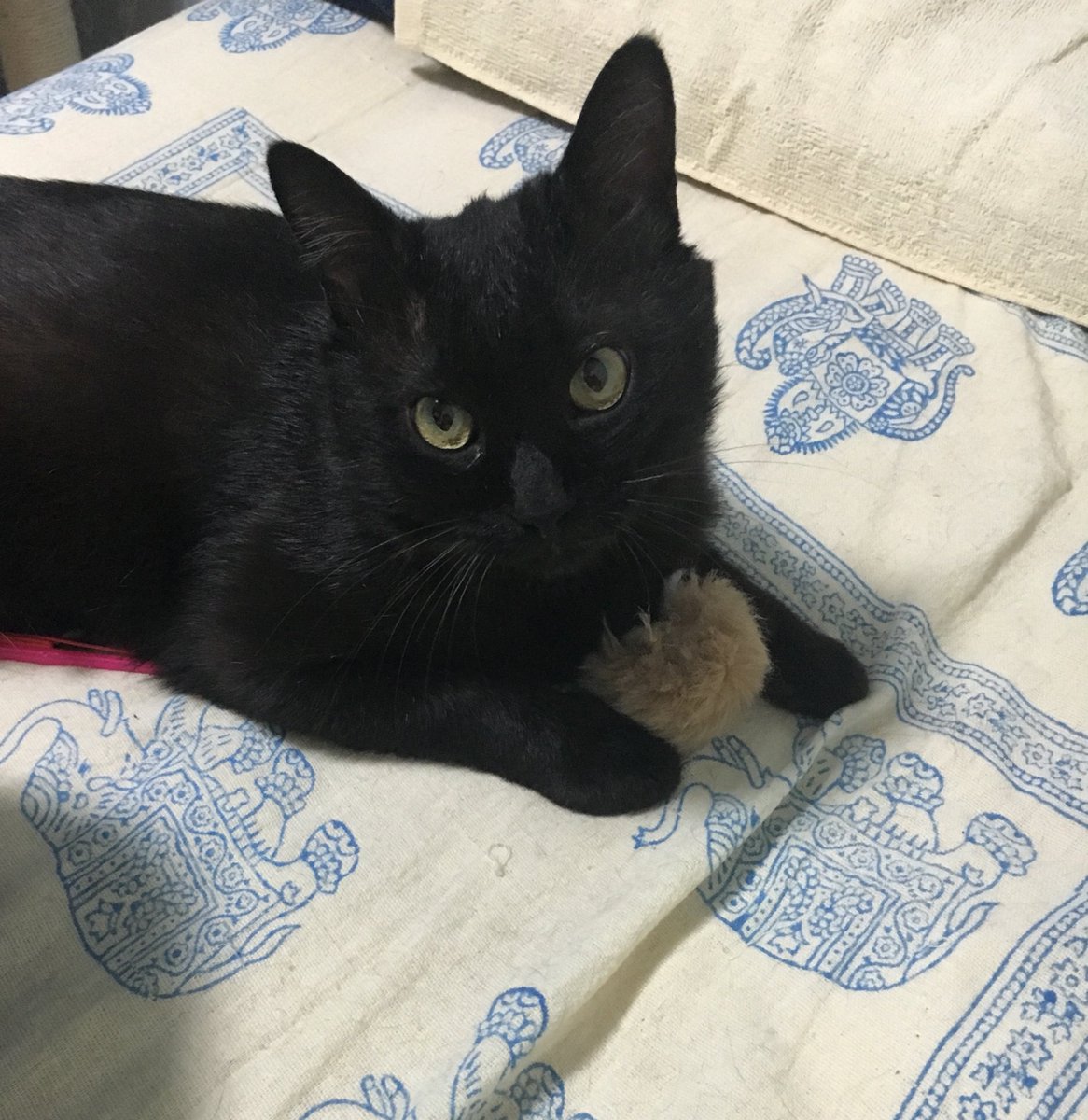 本猫は起きるけど毛玉がまだ眠い時は私の枕横に毛玉が寝かされている